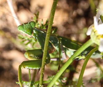 praying mantis eating mate gif